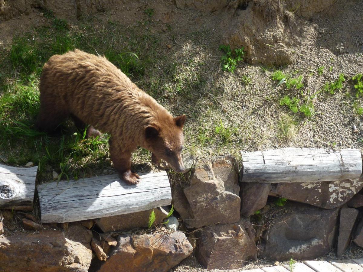 Little Black Bear Lodge/B&B Bridge Lake Esterno foto