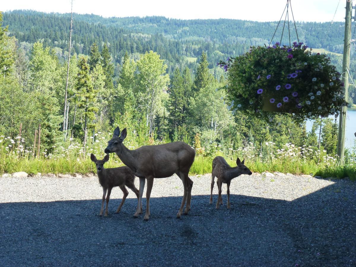 Little Black Bear Lodge/B&B Bridge Lake Esterno foto