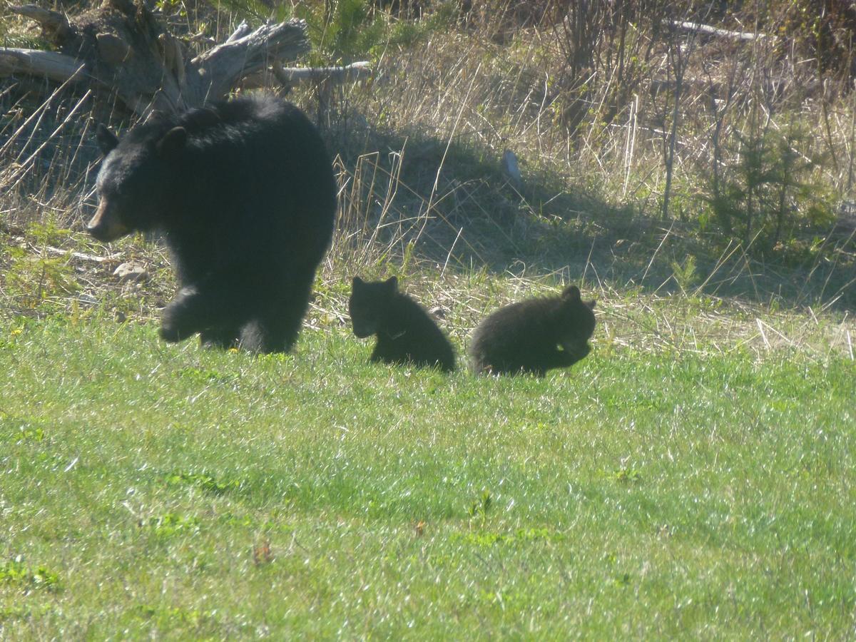 Little Black Bear Lodge/B&B Bridge Lake Esterno foto