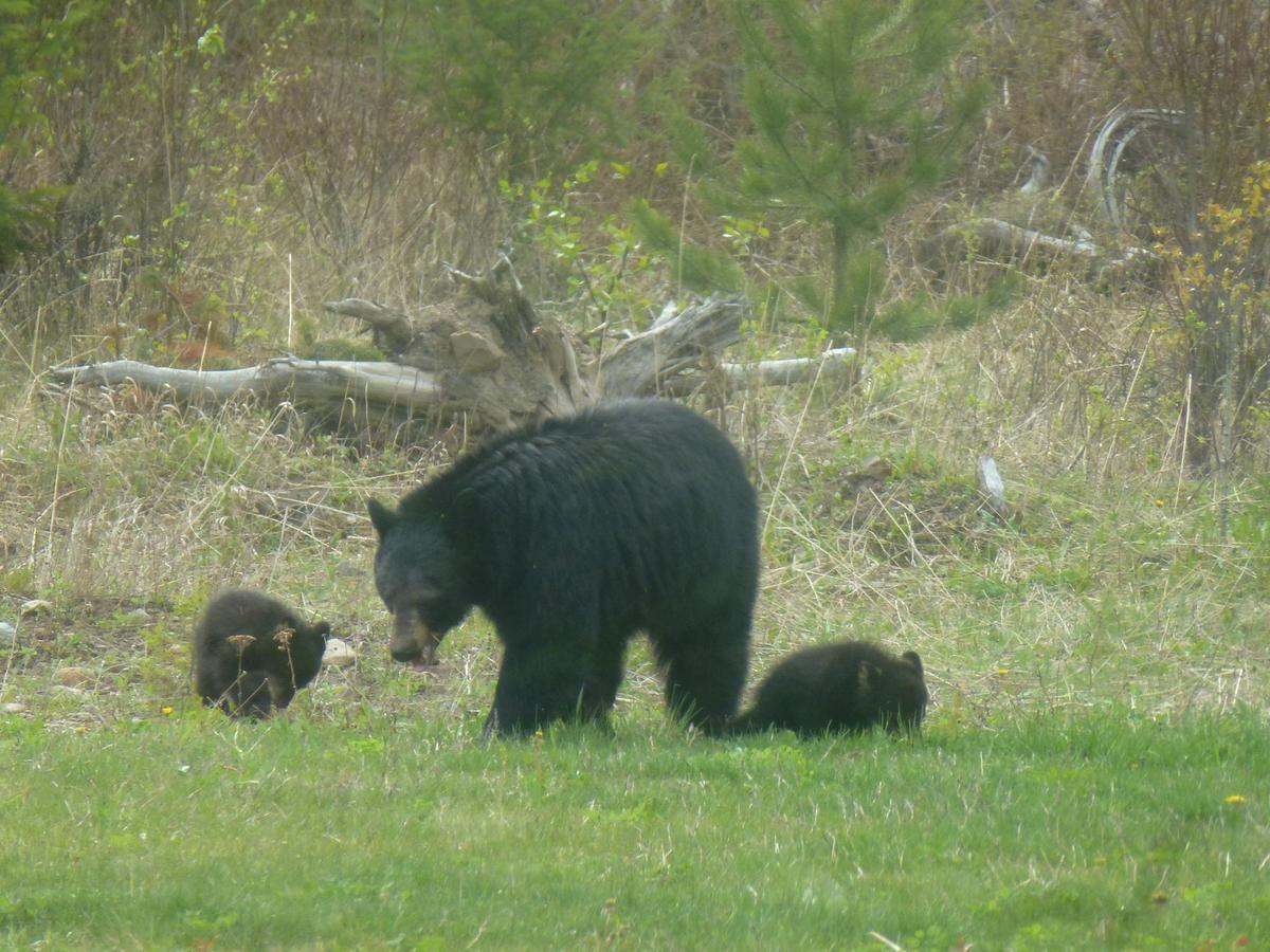 Little Black Bear Lodge/B&B Bridge Lake Esterno foto