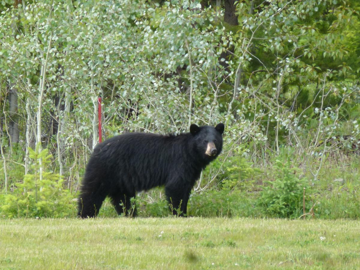 Little Black Bear Lodge/B&B Bridge Lake Esterno foto