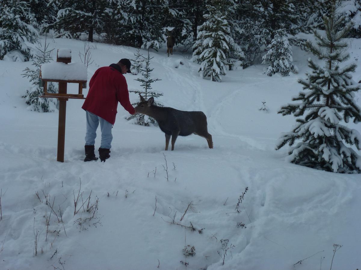 Little Black Bear Lodge/B&B Bridge Lake Esterno foto