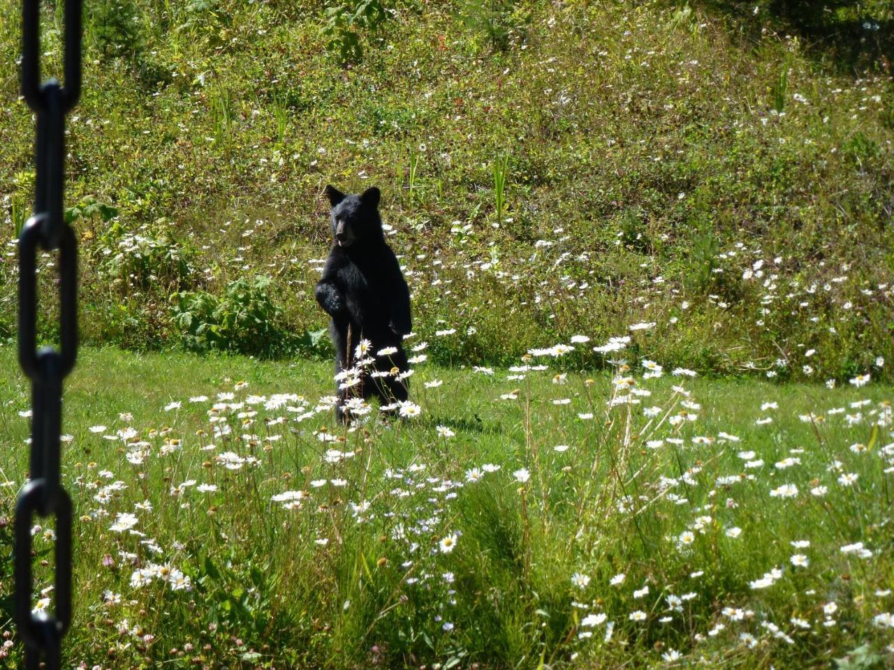 Little Black Bear Lodge/B&B Bridge Lake Esterno foto